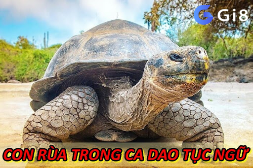 Con Rùa Trong Ca Dao Tục Ngữ