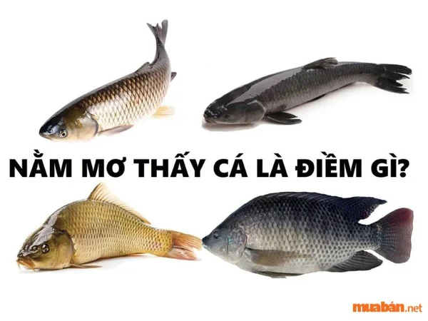 Nằm mơ thấy cá đánh số mấy cho hiệu quả cao nhất