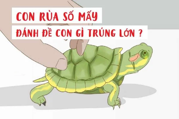 Tìm hiểu thông tin về con rùa số mấy