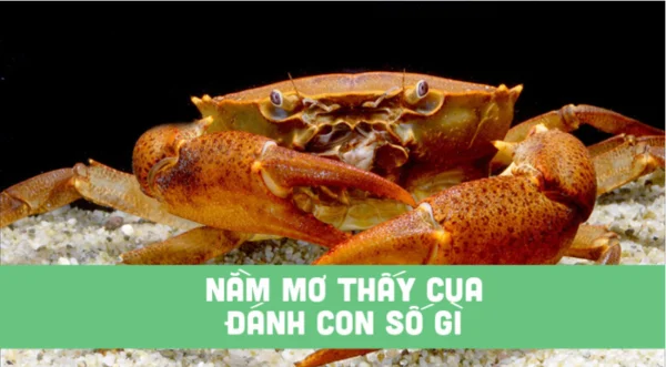 Nắm vững thông tin về Mơ con cua đánh con gì? để sử dụng hiệu quả