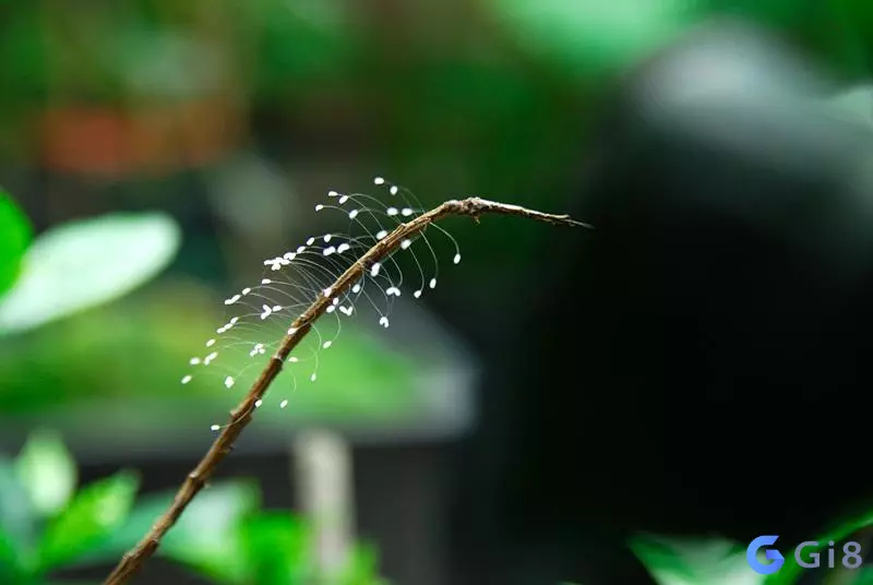 Hoa ưu đàm là hoa gì? Bí mật bất ngờ về loài hoa này