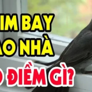 Tìm hiểu thông tin về Chim bay vào nhà báo điềm gì?