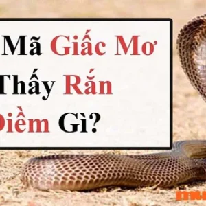 Ý nghĩa của giấc mơ thấy rắn là như thế nào? Mơ con rắn đánh con gì?