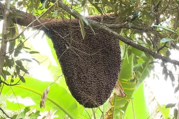 mơ thấy tổ ong đánh con gì