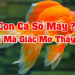 Mơ thấy cá đánh đề con gì ? tại gi88