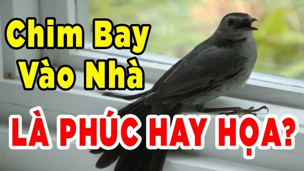 Điềm báo chim bay vào nhà