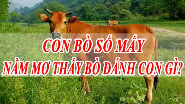 Ý nghĩa về con gì đây con bò