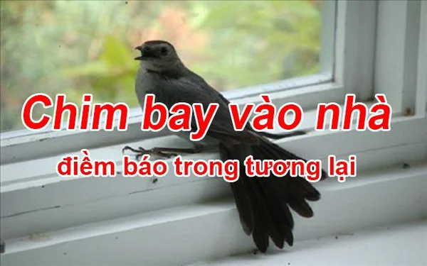 Tìm hiểu về điềm báo chim bay vào nhà và con số may mắn