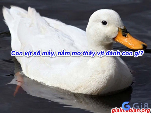 Giấc mơ khi thấy vịt nó sẽ mang ý nghĩa gì?