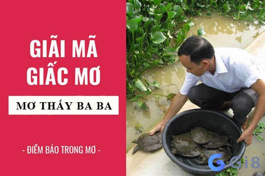 Giấc mơ thấy ba ba mang đến dự cảm gì cho bạn