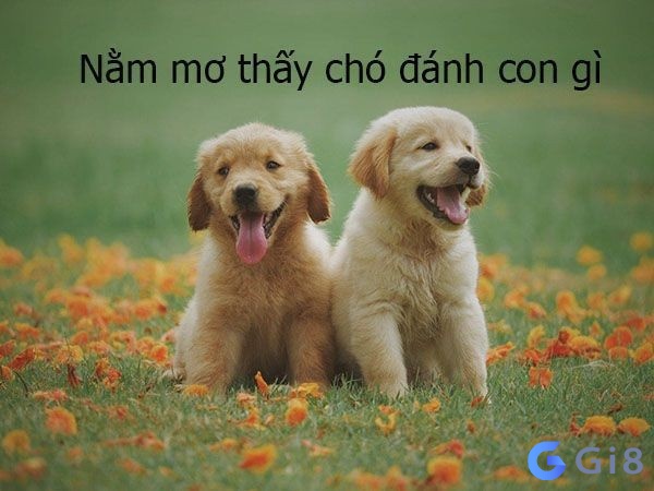 Nằm mơ thấy con chó đánh số mấy