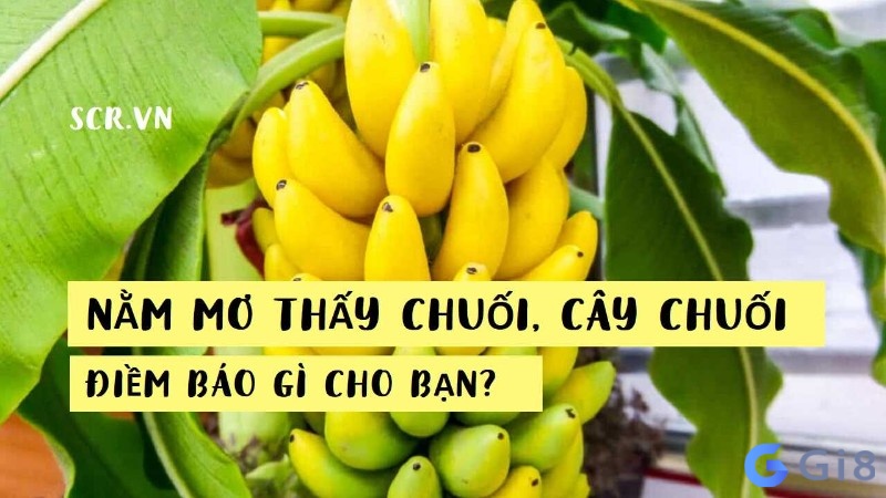 Chiêm bao thấy chuối chín mang lại những điềm báo gì?