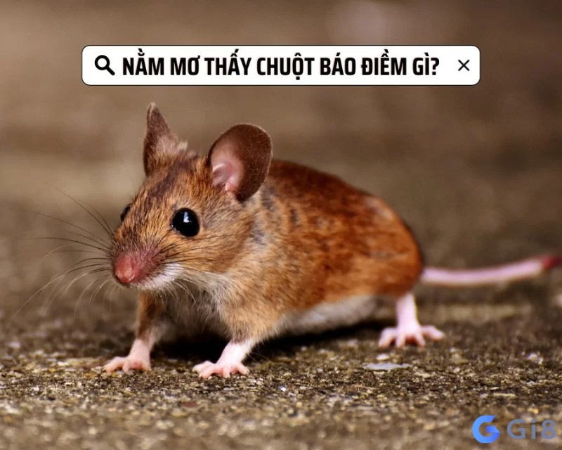 Giãi mã giấc mơ khi nằm chiêm bao thấy chuột