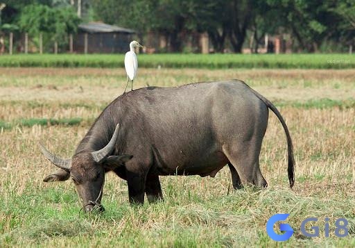 Giấc chiêm bao thấy trâu đang ăn cỏ là điềm báo tốt