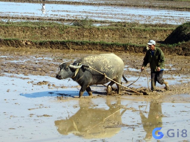 Chiêm bao thấy trâu đang cày ruộng cho thấy bạn là người chăm chỉ và sẽ nhận được thành quả xứng đáng với công sức đã bỏ ra