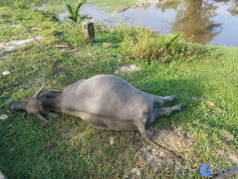 Nếu bạn ngủ mơ thấy trâu chết thì hãy cố gắng điều chỉnh mọi việc để tìm ra hướng đi phù hợp nhất nhé!