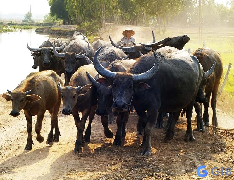 Mộng thấy đàn trâu là báo hiệu những cơ hội, may mắn mới trong công việc