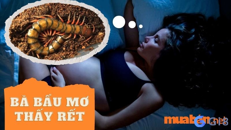 Nằm mơ thấy con rết đánh số gì? 