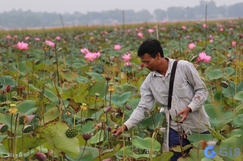 Chiêm bao thấy hái hoa cho thấy bạn sẽ đạt được thành quả trong tương lai