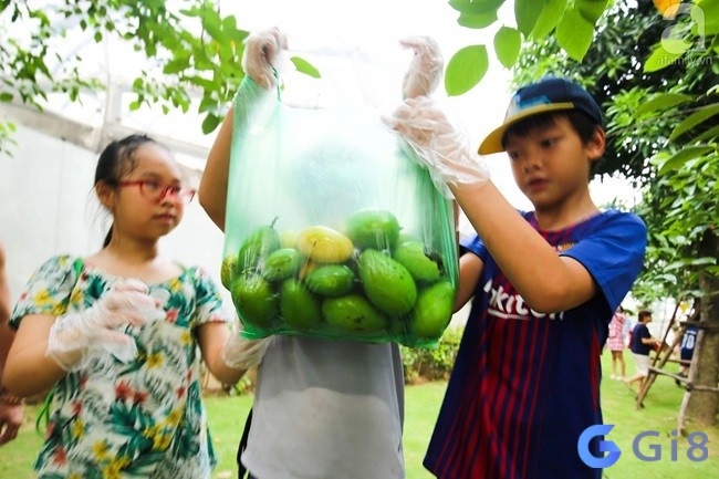 Đánh đề phát lộc 45, 82 khi chiêm bao thấy hái rất nhiều xoài