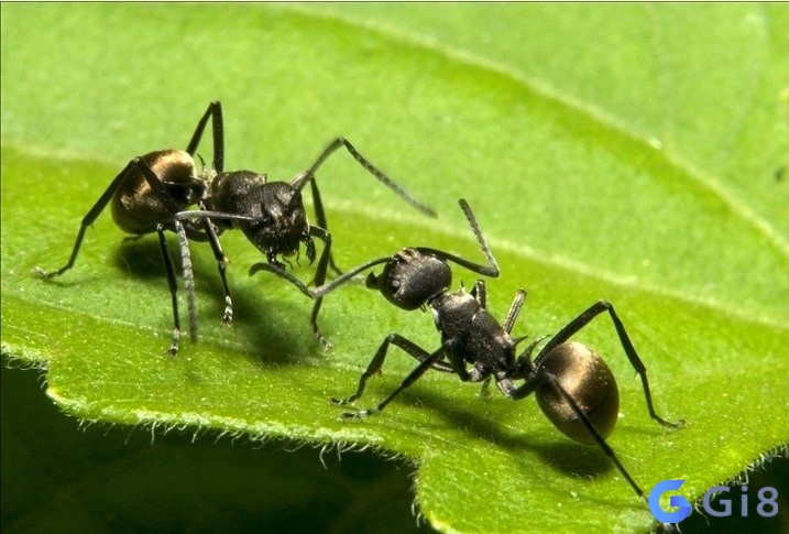 Ngủ mơ thấy kiến đen đánh nhau giành địa bàn là giấc mơ tốt cho sức khỏe và hôn nhân của bạn