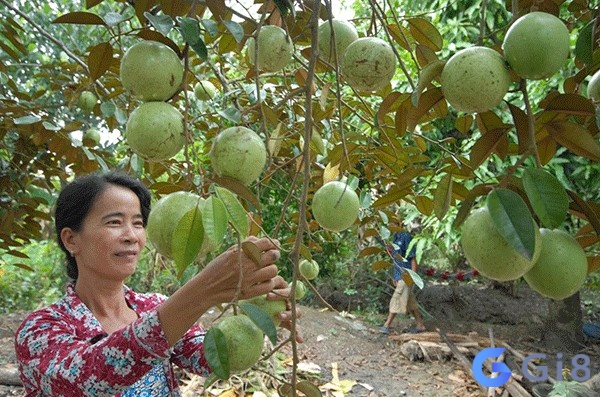 Mơ thấy vú sữa đánh đề con gì - Phân tích chiêm bao dựa bào tình tiết 