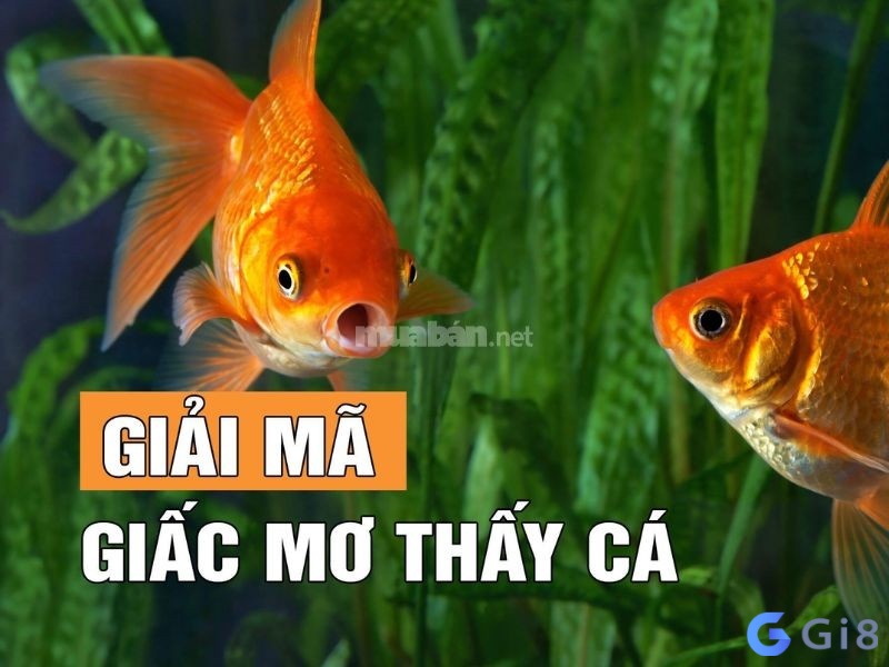 Giải mã giấc mơ khi thấy nhiều cá