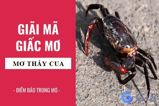 Cùng Gi8 tìm hiểu chiêm bao nằm ngủ mơ thấy con cua có điềm báo gì