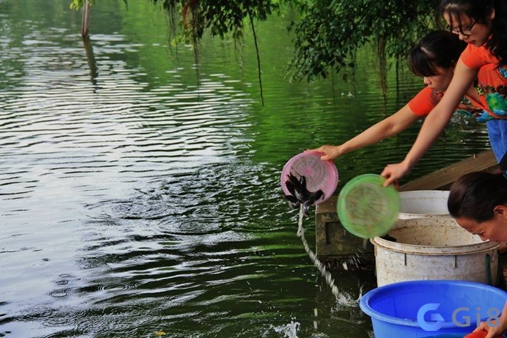 Mơ thấy thả cá đánh con số mấy?