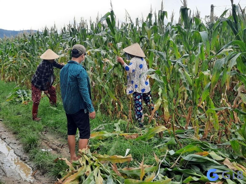 Khi mơ thu hoạch là dấu hiệu của thành công và có kết quả tốt