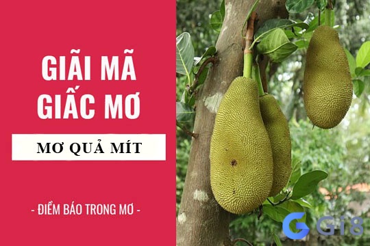 nằm mơ thấy hái quả mít chín nên đánh con số mấy?