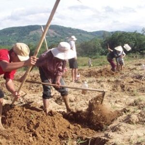 Mơ thấy cuốc đất đánh đề con gì? Ý nghĩa giấc mơ cuốc đất