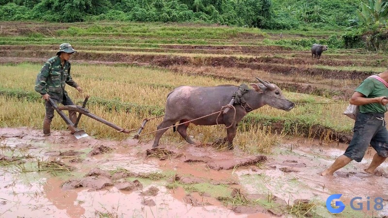 Mơ thấy dắt trâu đi cày báo hiệu sự nghiệp của bạn sẽ tiến triển thuận lợi