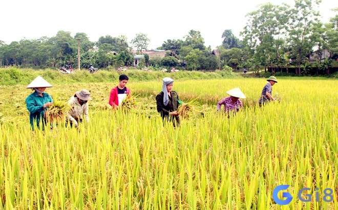 Mơ thấy hình ảnh người cắt lúa một mình, thể hiện sự độc lập và tự lực